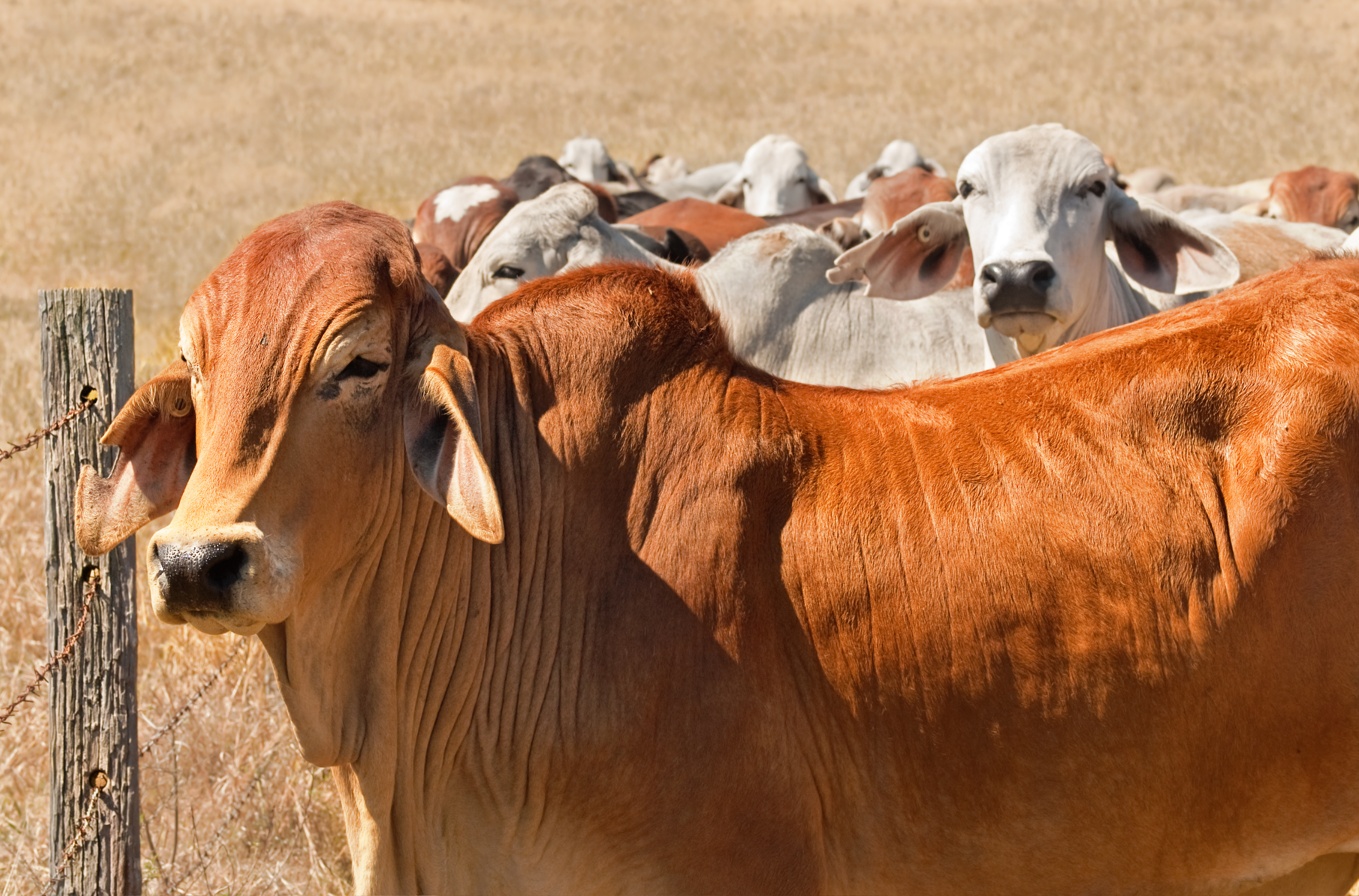 Why Should You Raise Brahman Cattle | Heritage Land Bank